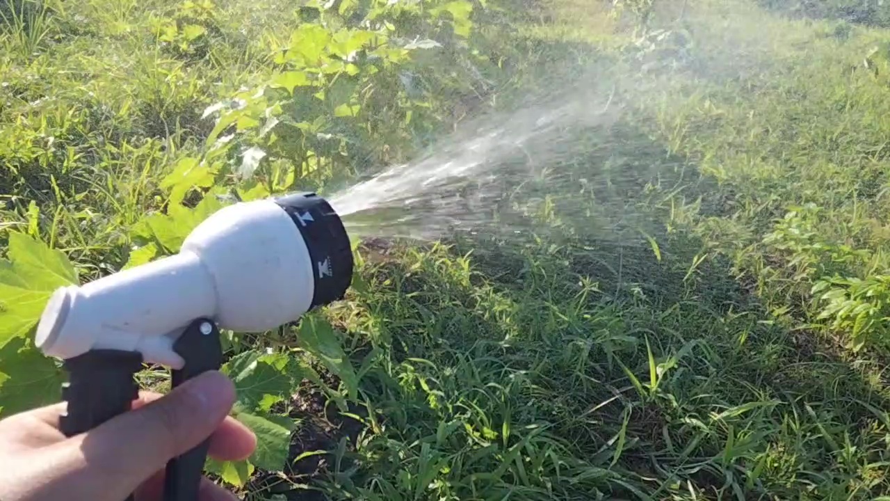 畑で水中ポンプを使って散水している様子。野菜への水やり風景